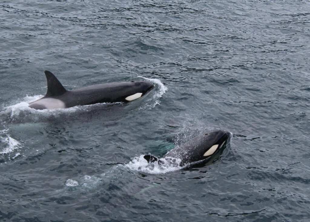 Two orcas gracefully swimming in the Pacific Ocean, Alaska.